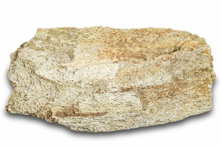 Dinosaur (Triceratops) Skull Section - Montana #264960